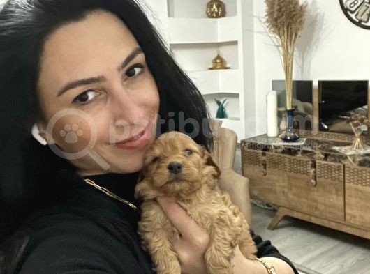 Maltipoo Yavrum Irk Ve Sağlık Garantilidir