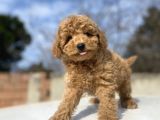 Sevi̇mli̇ Aşili Toy Poodle Bebekler