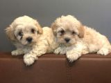Antialerjik Tüy Dökmeyen Maltipoo Yavrular