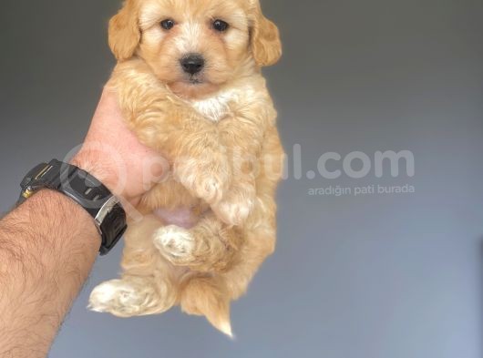 Gerçek Malti̇poo Garanti̇li̇ Bebekler görsel