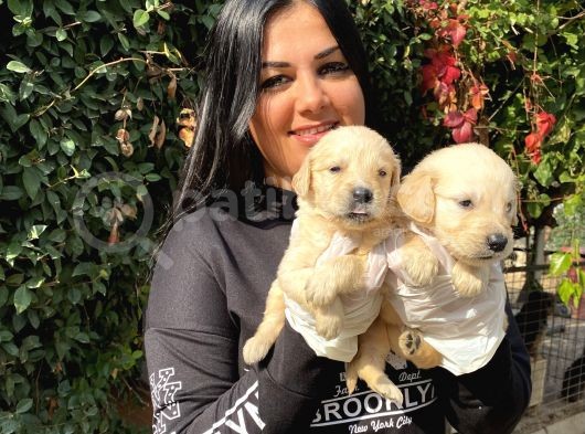 Safkan Golden Retriever Yavrularımız görsel