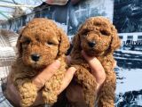 Red toypoodle yavrularımız