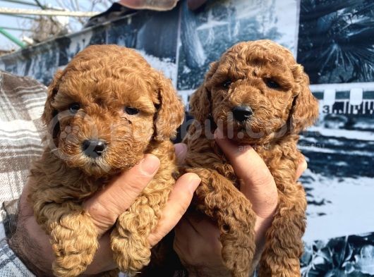 Red toypoodle yavrularımız
