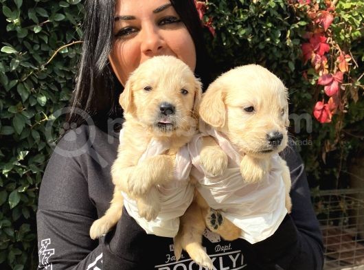 Safkan Golden Retriever Yavrularımız görsel