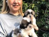Şirinmi Şirin Harika Shih Tzu Yavrularımız
