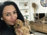 Maltipoo Yavrum Irk Ve Sağlık Garantilidir