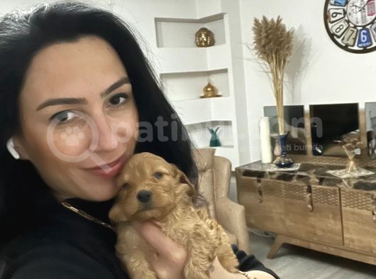 Maltipoo Yavrum Irk Ve Sağlık Garantilidir görsel