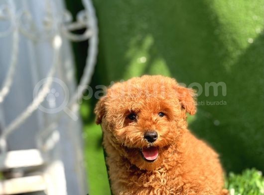 Safkan Red Toy Poodle Yavrular