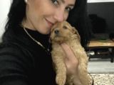 Maltipoo Yavrum Irk Ve Sağlık Garantilidir