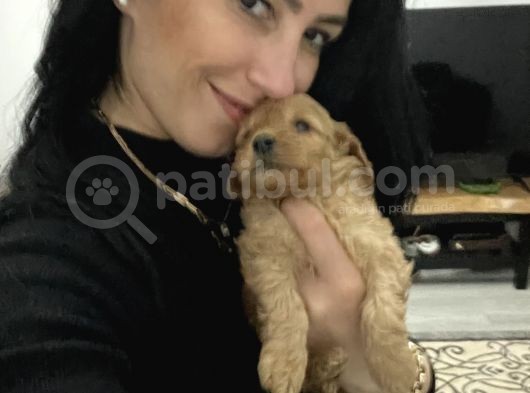 Maltipoo Yavrum Irk Ve Sağlık Garantilidir görsel