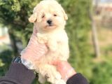 Sevi̇mli̇ Malti̇poo Bebekleri̇mi̇z