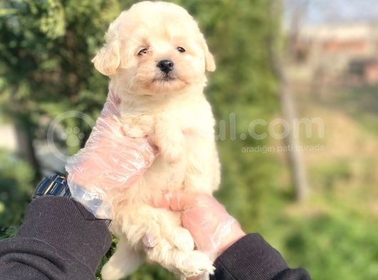 Sevi̇mli̇ Malti̇poo Bebekleri̇mi̇z görsel