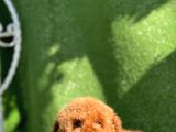 Safkan Red Toy Poodle Yavrular