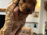 Maltipoo Yavrularım Sağlık Ve Irk Garantilid