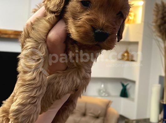 Maltipoo Yavrularım Sağlık Ve Irk Garantilid görsel