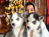 Asi̇l Özgür Husky Si̇bi̇rya Kurdu Bebekler