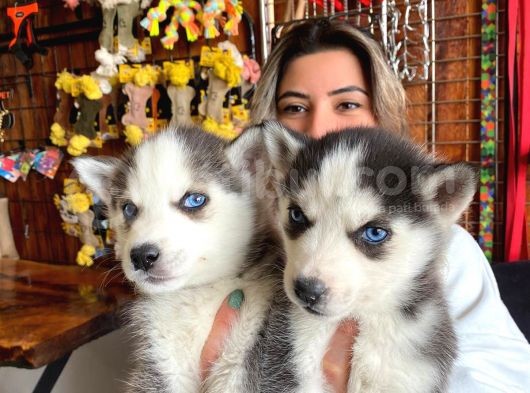 Asi̇l Özgür Husky Si̇bi̇rya Kurdu Bebekler görsel