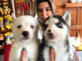 Asi̇l Özgür Husky Si̇bi̇rya Kurdu Bebekler