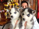 Asi̇l Özgür Husky Si̇bi̇rya Kurdu Bebekler
