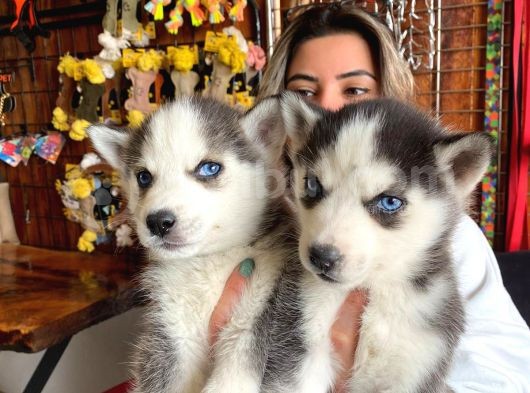 Asi̇l Özgür Husky Si̇bi̇rya Kurdu Bebekler görsel