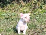 VONALPET GARANTİSİYLE MÜKEMMEL KALİTEDE FRENCH BULLDOG  YAVRULARIMIZ