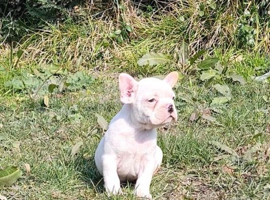 Vonalpet Garanti̇si̇yle Mükemmel Kali̇tede French Bulldog  Yavrularimiz