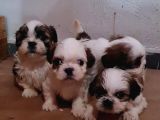 Vonalpet Garanti̇si̇yle Mükemmel Kali̇tede Shi̇h Tzu  Yavrularimiz