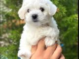 Vonalpet Garanti̇si̇yle Mükemmel Kali̇tede Maltese Terri̇er   Yavrularimiz