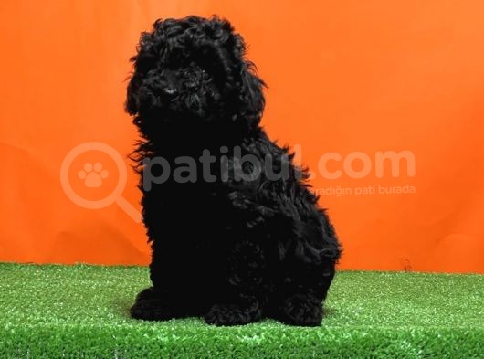 Resmi̇ Üreti̇ci̇den Si̇yah Toy Poodle Yavrular görsel