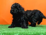 Resmi̇ Üreti̇ci̇den Si̇yah Toy Poodle Yavrular