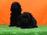 Resmi̇ Üreti̇ci̇den Si̇yah Toy Poodle Yavrular