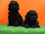 RESMİ ÜRETİCİDEN SİYAH TOY POODLE YAVRULAR