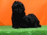 Resmi̇ Üreti̇ci̇den Si̇yah Toy Poodle Yavrular