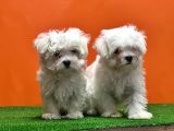 MALTESE TERRİER YAVRUSU