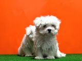Maltese Terri̇er Yavrusu