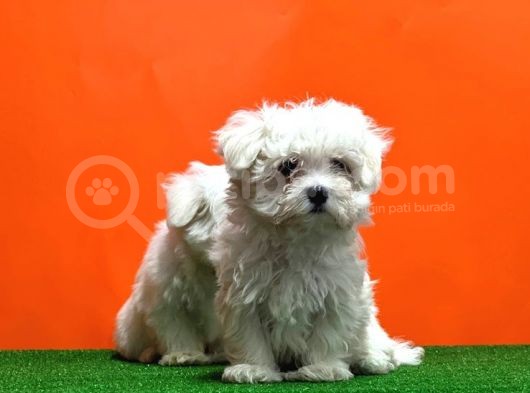 Maltese Terri̇er Yavrusu görsel