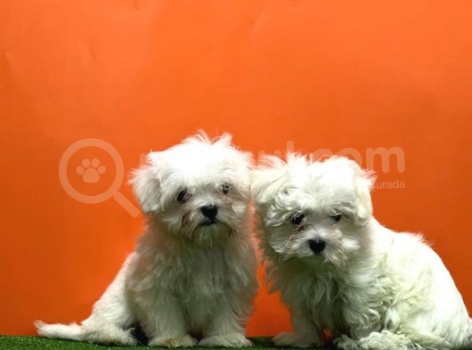Maltese Terri̇er Yavrusu görsel