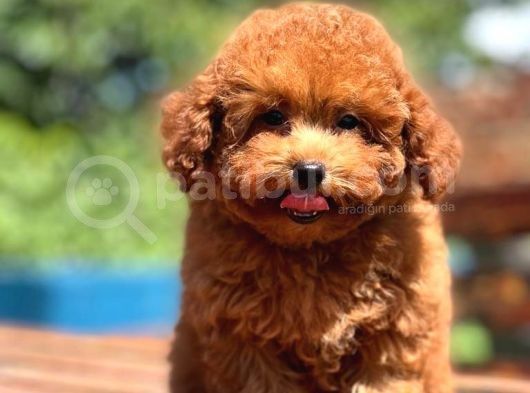 Dünya Tatlisi Red Brown Toy Poodle Yavrularimiz
