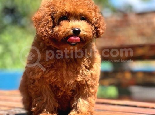 Dünya Tatlisi Red Brown Toy Poodle Yavrularimiz görsel