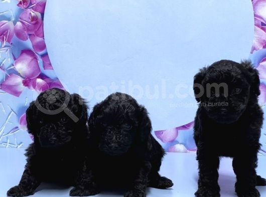 Irk Ve Sağlik Garanti̇si̇ İle Si̇yah Toy Poodle Yavrular