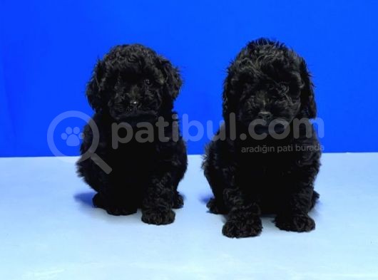 Mükemmel Kali̇tede Si̇yah Toy Poodle Yavru görsel