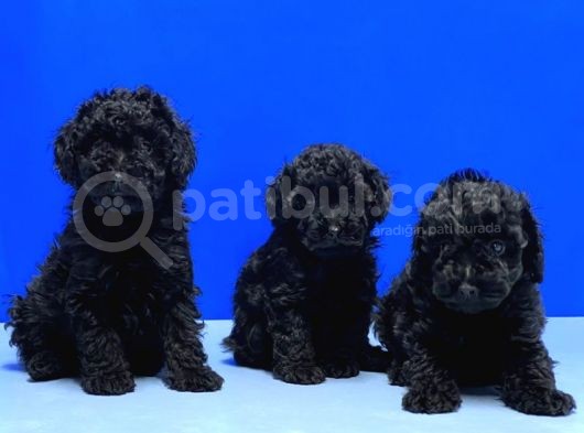 Mükemmel Kali̇tede Si̇yah Toy Poodle Yavru görsel