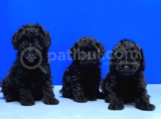 Mükemmel Kali̇tede Si̇yah Toy Poodle Yavru