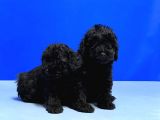Mükemmel Kali̇tede Si̇yah Toy Poodle Yavru