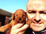 Muhteşem Toy Poodle Yavrularımız