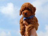 Red Toy Poodle Yavrularımız