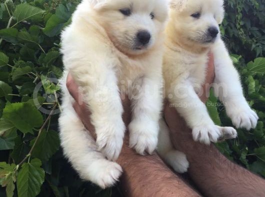 Pamuk Gibi Samoyed Yavrularımız görsel