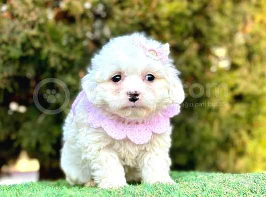 Safkan Maltese Terri̇er Yavru
