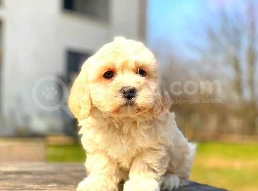 Mi̇ni̇ Boy Malti̇po Erkek görsel