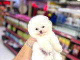 Ayı Surat, Belgeli Pomeranian Boo Yavrularımız